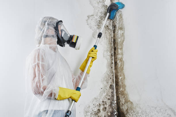Best Black Mold Removal  in Westville, NJ