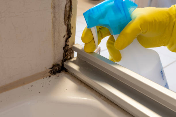 Best Mold Removal Company Near Me  in Westville, NJ