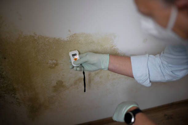 Best Residential Mold Removal  in Westville, NJ