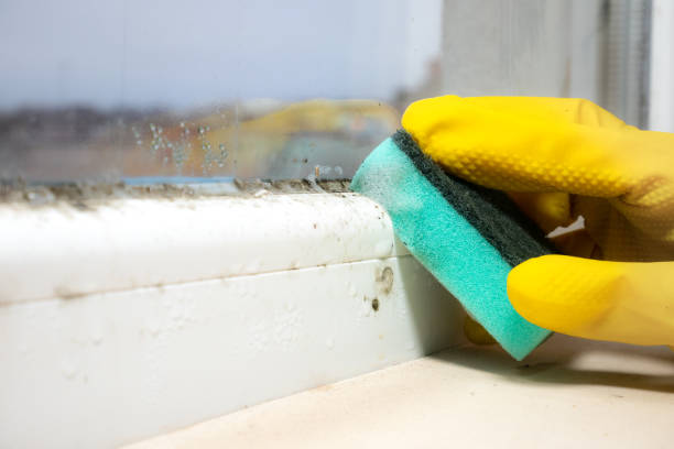 Best Best Mold Removal Companies  in Westville, NJ