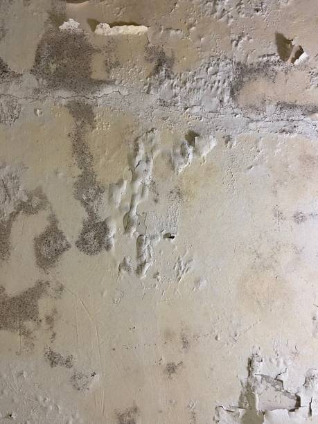 Home Mold Removal in Westville, NJ