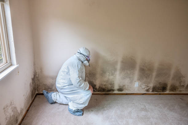 Certified Mold Removal in Westville, NJ