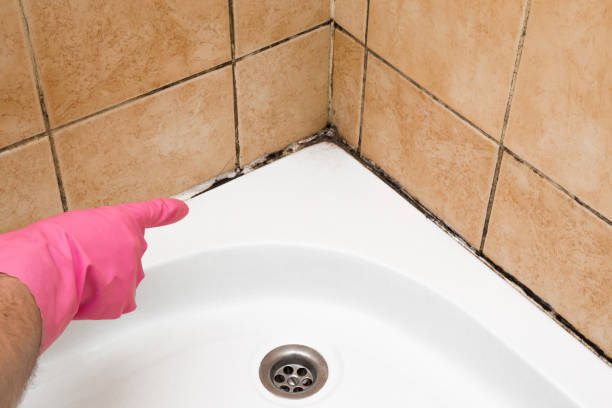 Best Office Mold Removal Services  in Westville, NJ